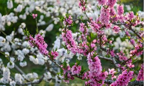 济南百花公园碧桃花开放时间_济南 百花公