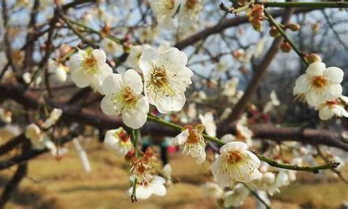 广州萝岗香雪公园梅花图片,广州萝岗香雪公园梅花