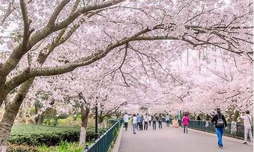 中山公园樱花什么时候开花,中山公园樱花什么时候开