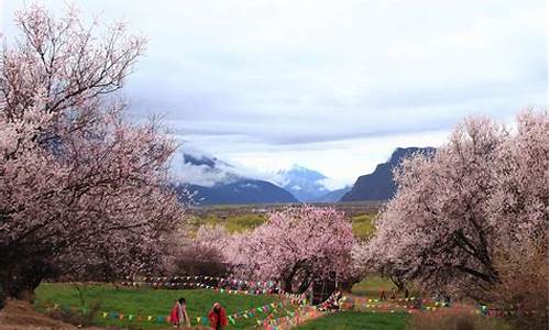 西藏林芝桃林,林芝旅游攻略桃