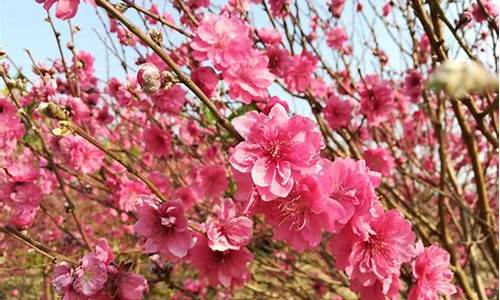 石马桃花公园桃花什么时间开,石马桃花公园桃花什么时间开的