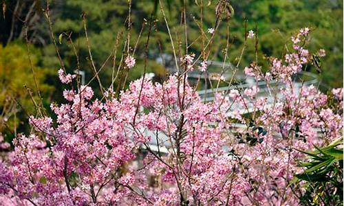 厦门狐尾山公园樱花谷什么时候开,厦门狐尾山公园开放时间