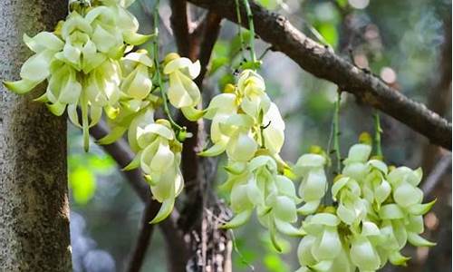 平峦山公园禾雀花开花了吗,平峦山公园禾雀花开花了吗图片