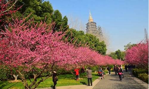 常州红梅公园梅花节2024年什么时候结束_常州红梅公园梅花节