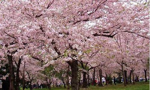 顾村公园樱花节怎么预约_顾村公园樱花节怎么预约门票