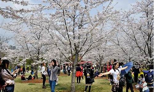 顾村公园樱花节70岁以上免票吗,顾村公园樱花开放时间