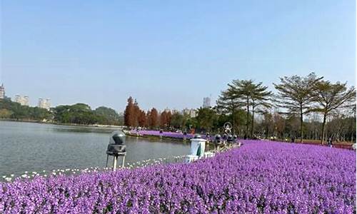 佛山顺峰山公园美景_佛山顺峰山公园花海