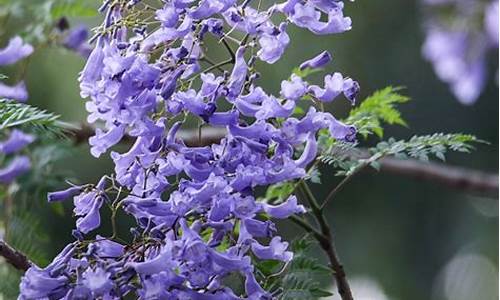 广州醉观公园蓝花楹观赏,广州醉观公园蓝花楹