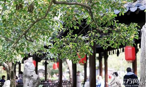 上海桂林公园桂花节开放时间_上海桂林公园