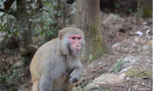旗山森林公园猴子,旗山森林公园猴子多不多